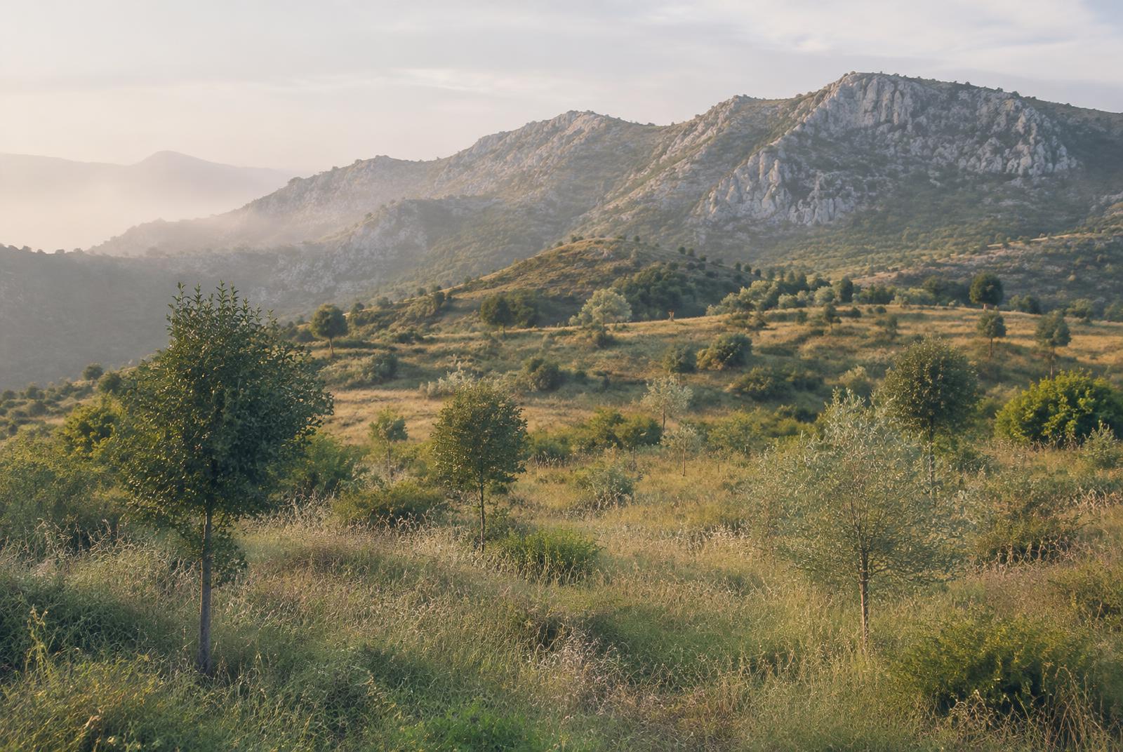 Illustrative image: Mediterranean woodland near Antequera